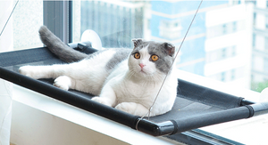 Cat Window Hammock - 50% Off Today Only