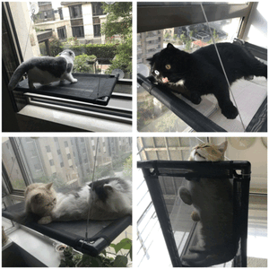 Cat Window Hammock - 50% Off Today Only