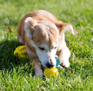 Teeth Cleaning Chew Treat Ball - 50% Off Today Only