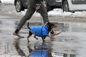 Dog Care Waterproof Winter Jacket - 50% OFF Today Only